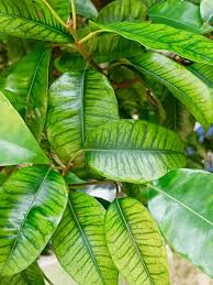 Image result for Cryptolepis