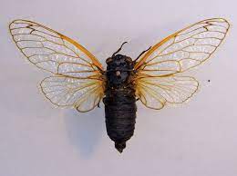 Cicadas deutsch cicadas bersetzung deutsch cicadas auf deutsch. Periodical Cicadas Wikipedia