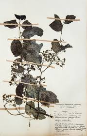 Image result for Hippocratea goetzei