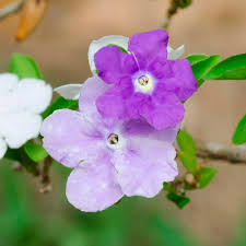 Image result for Brunfelsia australis