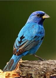 Blue Birds That Look Like Cardinals Indigo Bunting Backyard Birds Birds Pet Birds