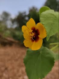 Image result for Abutilon hirtum