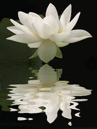 From The Non Physical You Created You And Now From The Physical You Continue To Create And We Are Nothing If We Are Beautiful Flowers Love Flowers Flowers