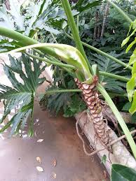 The lush and tropical xanadu philodendron is an ideal small planting for homeowners who want little or no trimming. Philodendron Bipinnatifidum Selloum King Tree Split Leaf Botany Austinbotany A Fascinating Green World