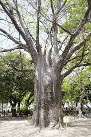 Image result for Malvaceae subfamily Bombacoideae