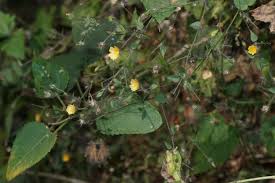 Image result for Sida serratifolia