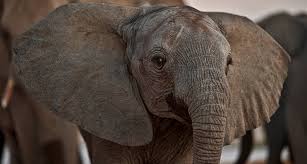 Like humans, baby elephants are dependent on their mothers for a long time. Could An Elephant Ever Fly Science News For Students