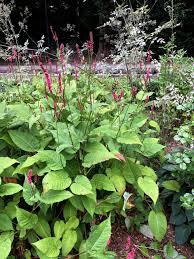 Image result for Persicaria