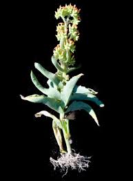 Image result for Kalanchoe lanceolata