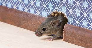 We'll provide you with pest control services promptly. Why You Shouldn T Ignore The Scratching Noise You Hear In Your Home New Leaf Pest Control