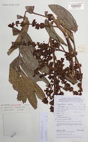 Image result for Deinbollia kilimandscharica