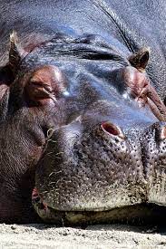 Sleeping Hippo Premium Lightroom Presets For Wildlife Photography Wildlife Photography Nature Photography Animals Wildlife