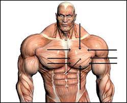 Exercises to get bigger pectorals 1. Seo Synthol Guide Pectorals Howtodoinjections Com