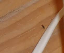 Für nur 2,99 euro bekommen sie ein. Mini Fliegen Plage Was Soll Ich Tun Haus Schadlinge Fruchtfliegen