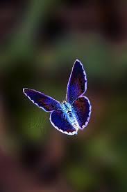 Butterfly In Flight Beautiful Butterflies Butterflies Flying Butterfly