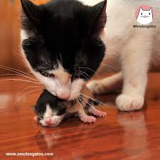 El juego y el ejercicio son herramientas fundamentales para ayudar a tu gatito a. 6 Consejos Para El Cuidado Del Gatito Recien Nacido Amo Los Gatos
