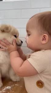 Perrito me sorprende en un enlace en vivo 📺😅🤩🐶 #perros #galeana #m...