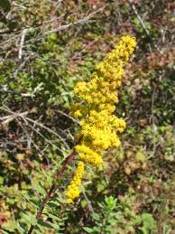 Image result for Sophora velutina