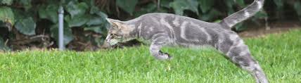 Because pets have an instinctive fear of new surroundings, pet owners want to help them adjust quickly. Shipping Cats Across Country How To Transport A Cat With Care Petrelocation