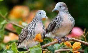 Check spelling or type a new query. 10 Cara Ternak Dan Merawat Burung Perkutut Ilmu Peternakan