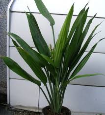 Image result for Dracaena aubryana