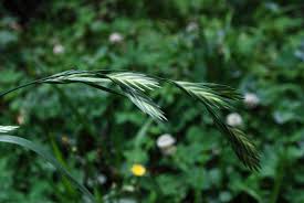 Image result for Bromus leptoclados