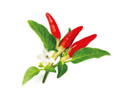 There are different ways pollination can occur. Red Hot Chili Pepper Plant Pods Click Grow
