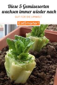 Diese 5 Gemusesorten Wachsen Immer Wieder Nach Nachwachsen Gemuse Gemuse Anpflanzen Gemuse Pflanzen