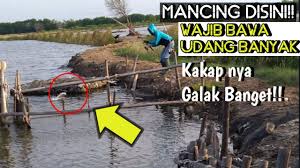 Cara mancing kakap putih di siang hari. Mancing Kakap Putih Di Tambak Yang Jarang Di Pancing Orang Sampai Kehabisan Udang Pondok 2 Bekasi Youtube
