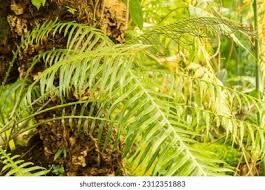 Image result for Blechnum attenuatum