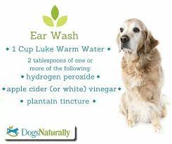 Dog Ear Wash Poor Puppy Has An Ear Infection Dog Ear Wash Cleaning Dogs Ears Dog Illnesses