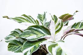 More images for calathea pflanze » Calathea White Fusion 35 Cm Eine Einzigartige Pflanze