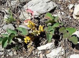 An excellent groundcover for dry shade under oaks or pines with yellow bee and butterfly attracting flowers and blue berries that are edible and attract birds and often with nice fall color. Mahonia Repens Berberis Repens Creeping Barberry Creeping Mahonia Plant Lust