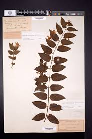 Image result for Jasminum schimperi