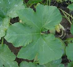 Download high quality pumpkin leaves clip art from our collection of 65,000,000 clip art graphics. Pumpkin Leaf Planting Pumpkins Plants Plant Leaves