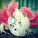 Check spelling or type a new query. My Chibi Axolotl Sketch Axolotl Amino Amino