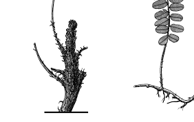 Image result for Lomariopsis warneckei