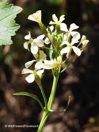 Image result for Raphanus