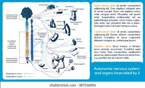 Sympathetic Nervous System Images Stock Photos Vectors Shutterstock