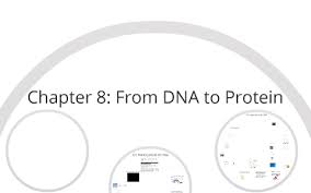 Summarize the experiments of hershey and chase that confirmed dna as the genetic material. Chapter 8 From Dna To Protein By Mr Foster