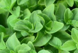 Image result for Dicliptera pumila