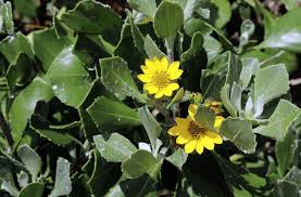 Image result for Chrysanthemoides monilifera