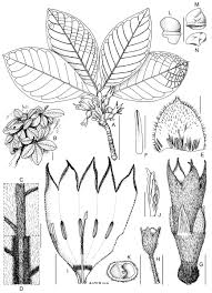 Image result for Leptactina involucrata