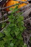 Image result for Senecio deltoideus