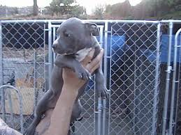 American pit bull terrier puppy for sale near washington, wenatchee, usa. Blue Nose Pitbull Puppies For Sale In San Diego California Classified Americanlisted Com