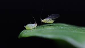 Gene expression and functional analyses show a gene network operating in the terga and. Virus Controls Wing Growth In Aphids Cosmos Magazine