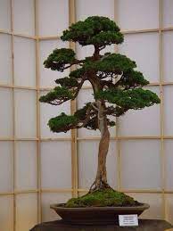 Pin By Siri Lilja On Bonsai Bonsai Tree Bonsai Art Fairy Garden Terrarium