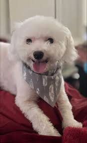 Upcoming Litter of GSP Puppies in Georgia