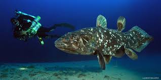 Image result for Coelachne africana