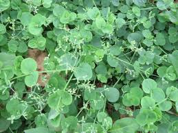 Image result for Drymaria